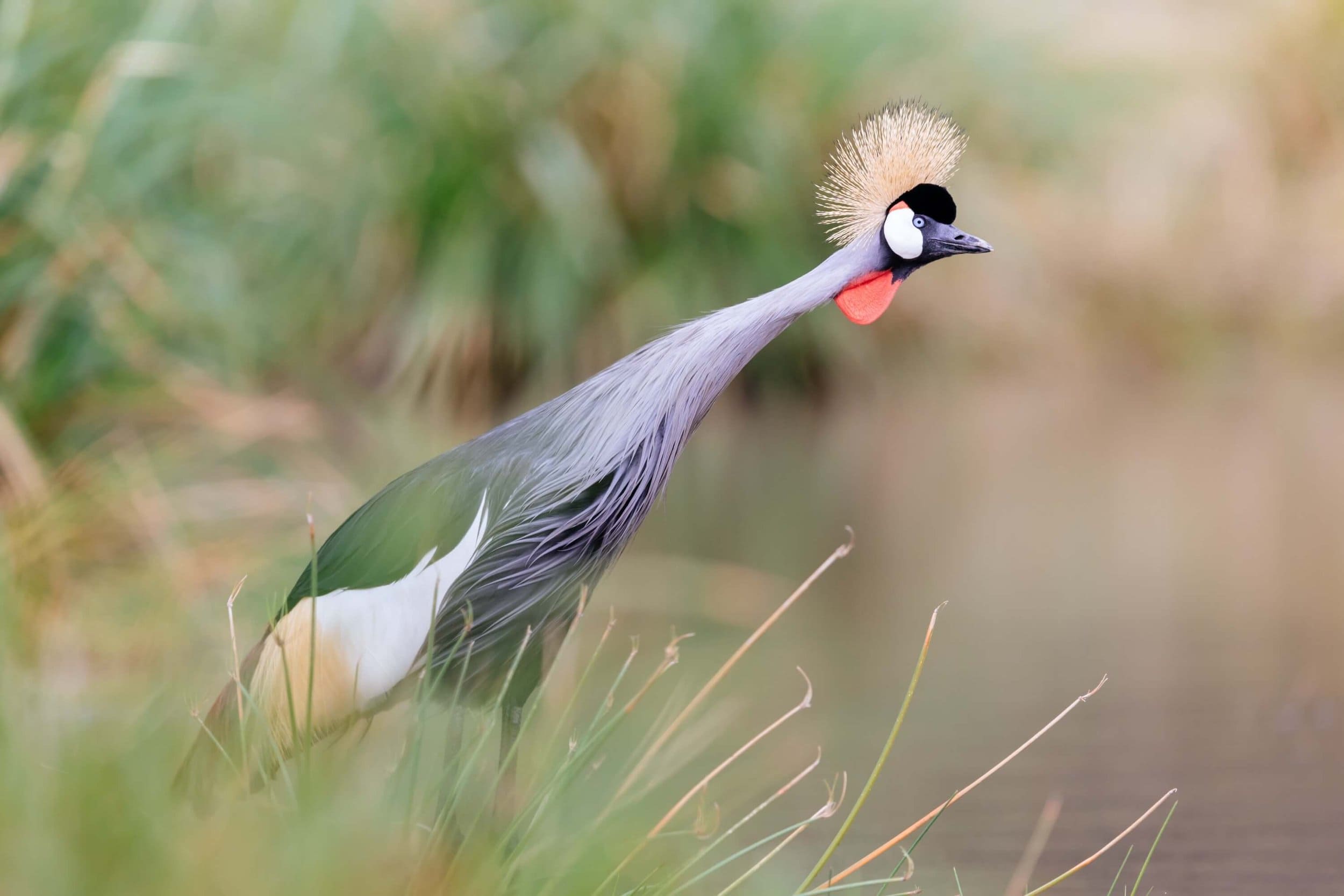 Ol Pejeta Conservancy: Rhinos, Chimps, and Big Five on Foot