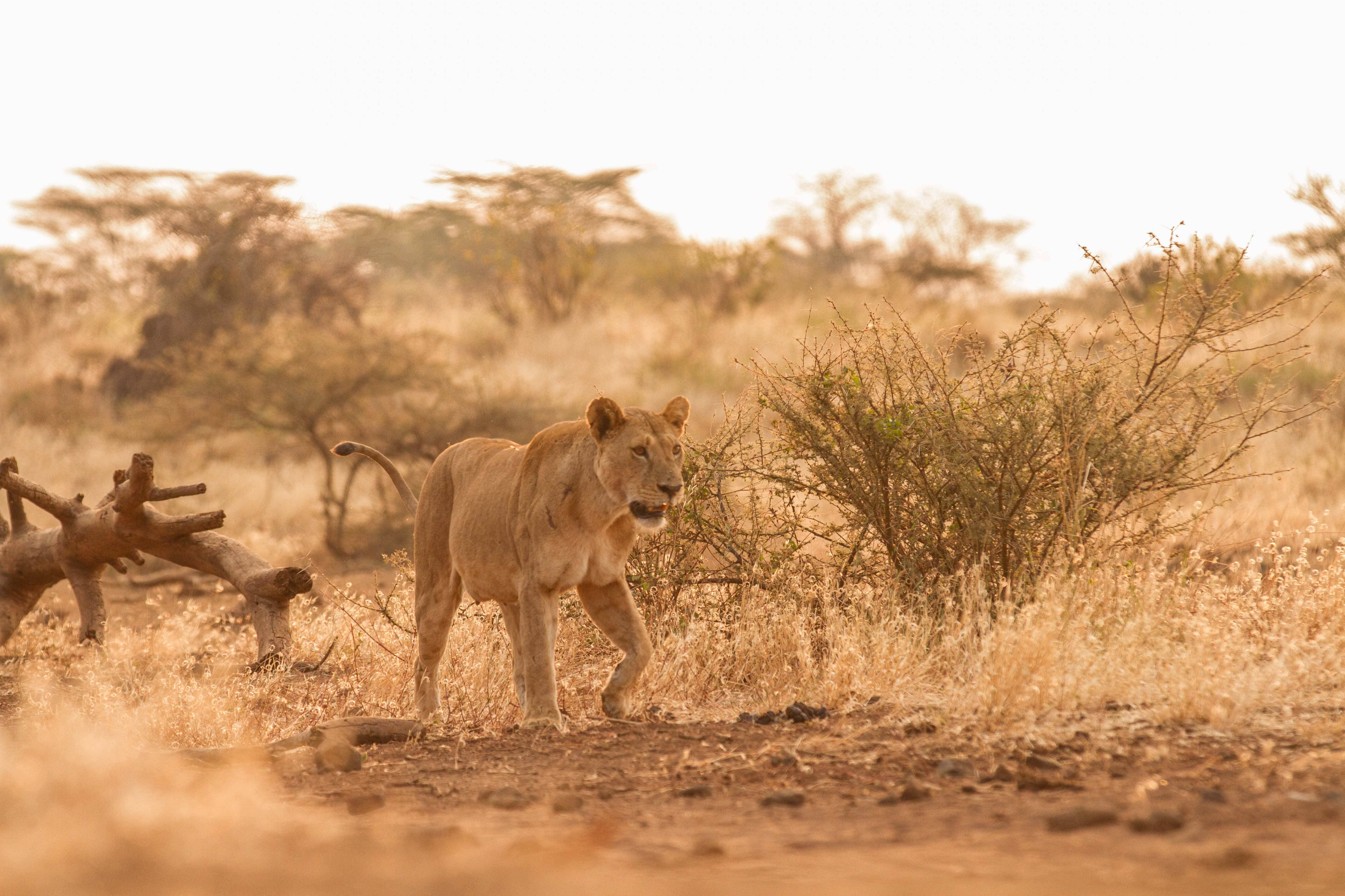 Tsavo East National Park: Red Earth, Maneless Lions, and Huge Skies
