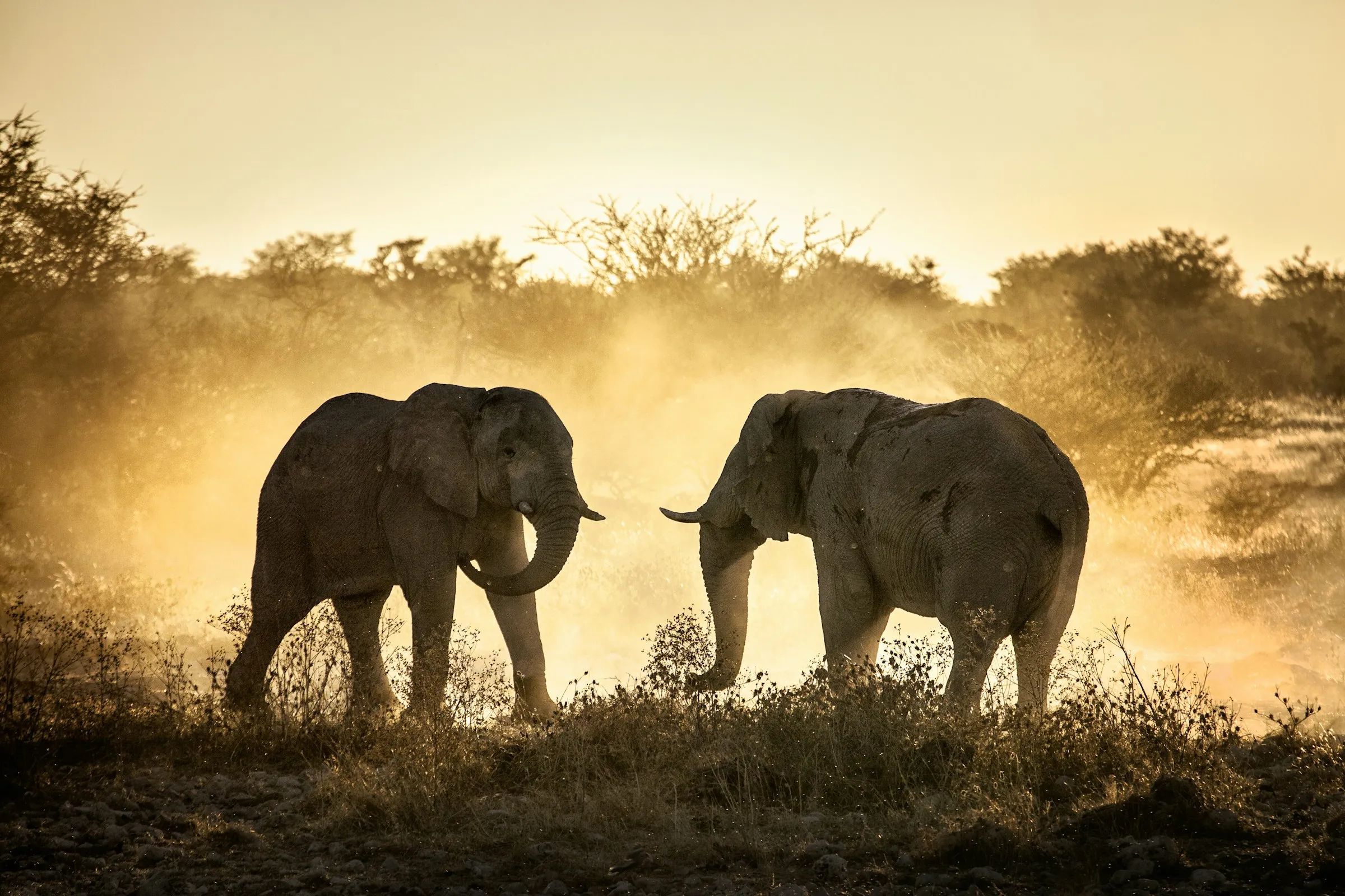 Amboseli Camp Guide: Kilimanjaro Views and Elephant-Focused Stays