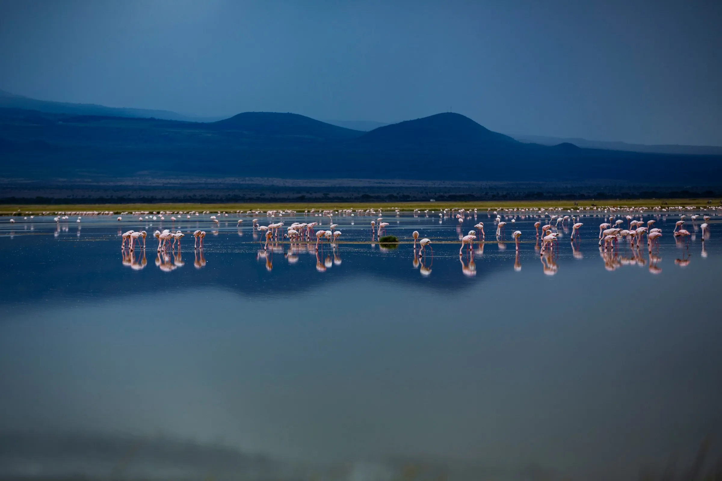 Flamingo flocks on a Rift Valley lake at dusk