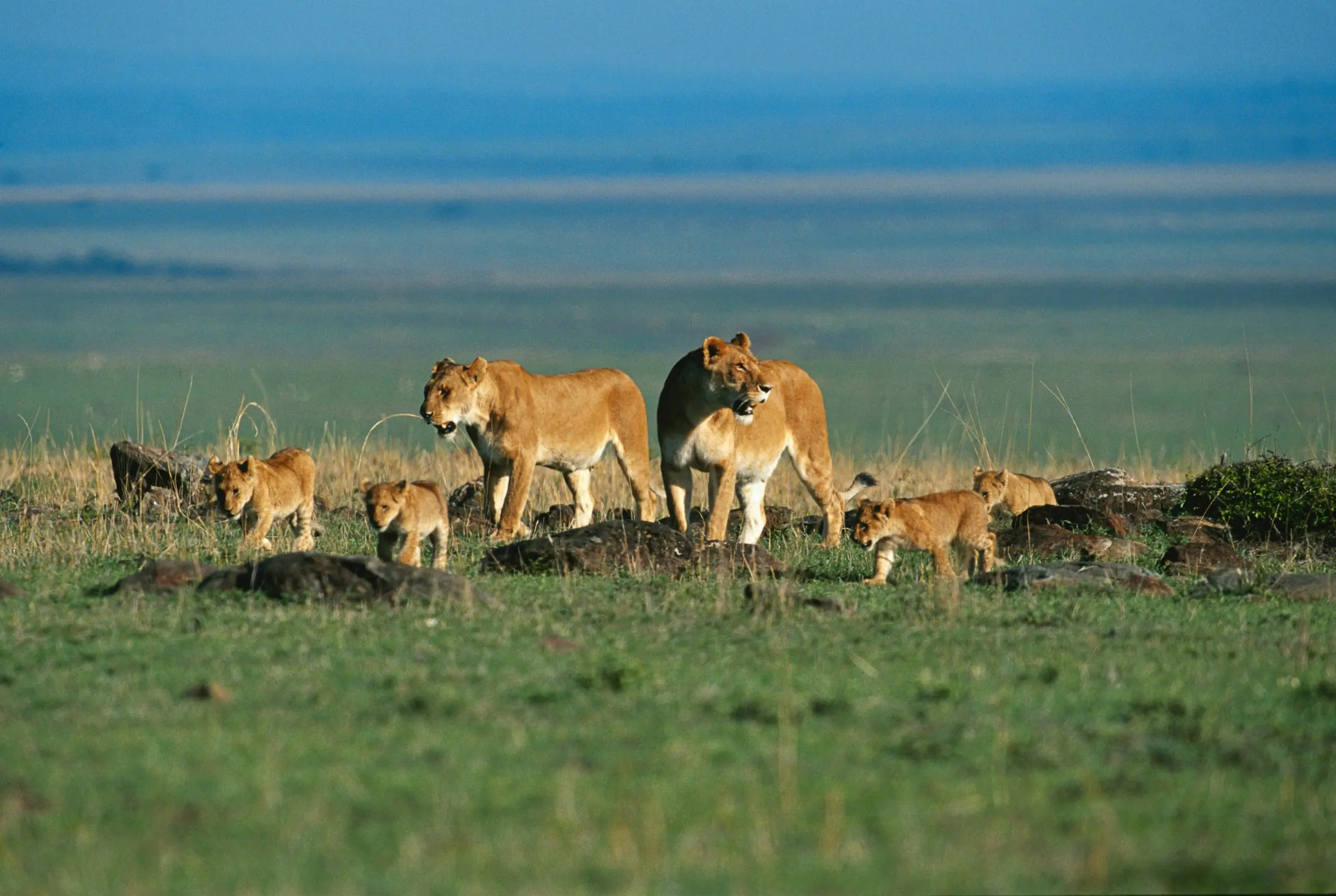 Masai Mara Lion Prides: Territories, Coalitions, and Conservation