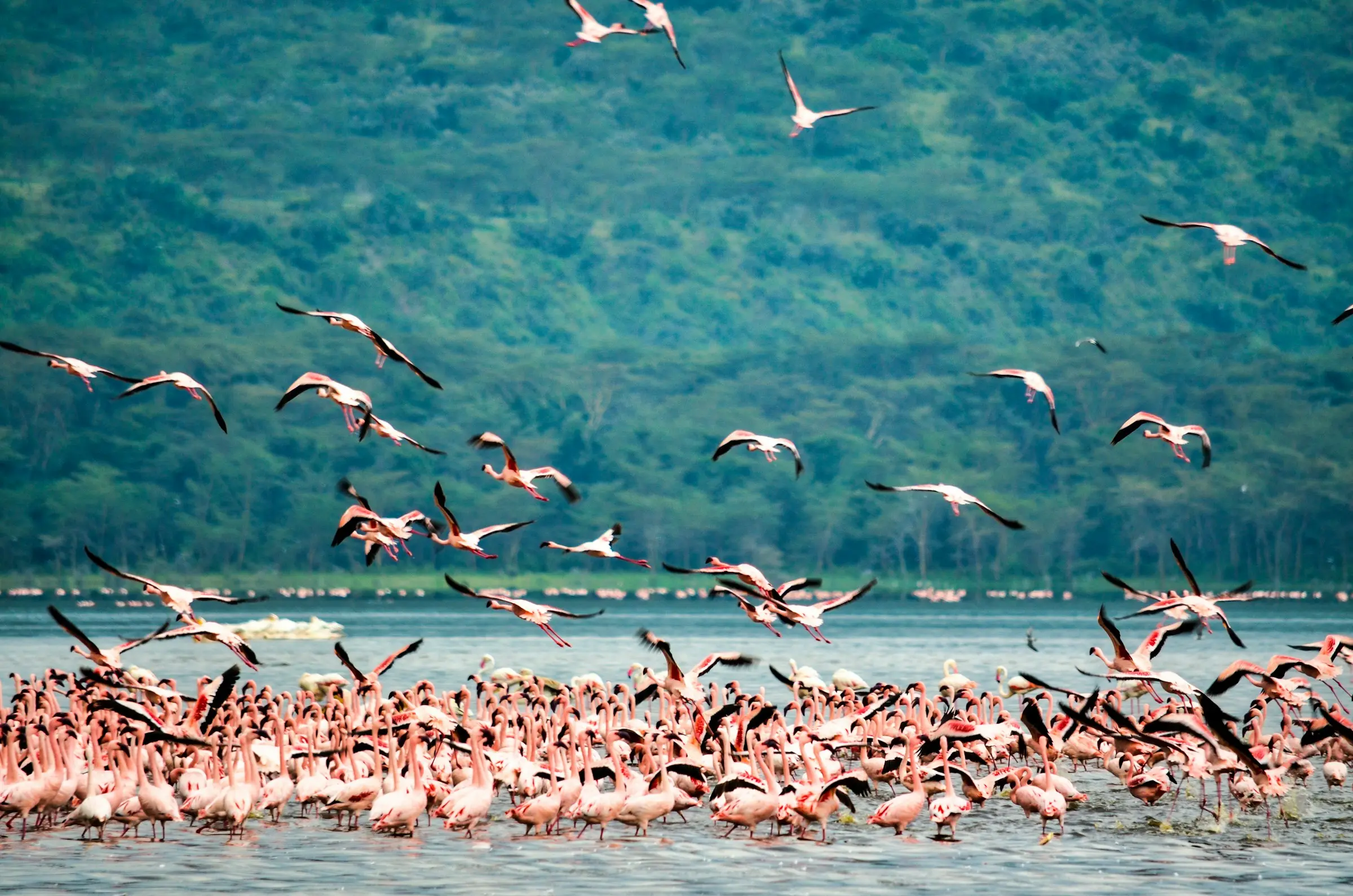 1-Day Lake Nakuru Day Trip from Nairobi