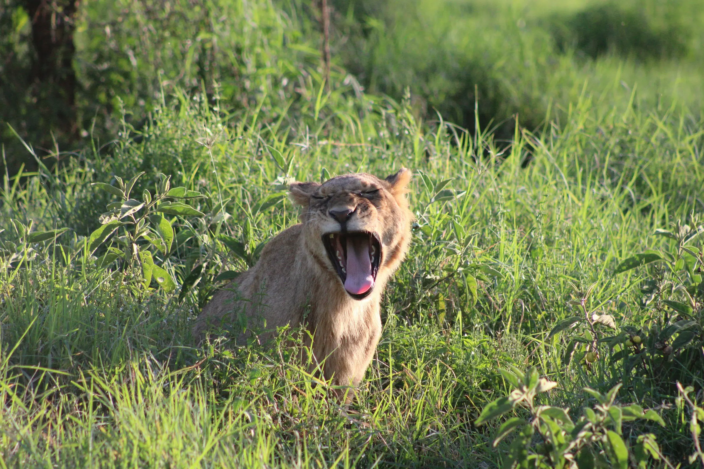 Full-Day Lake Nakuru Exploration on Day 2