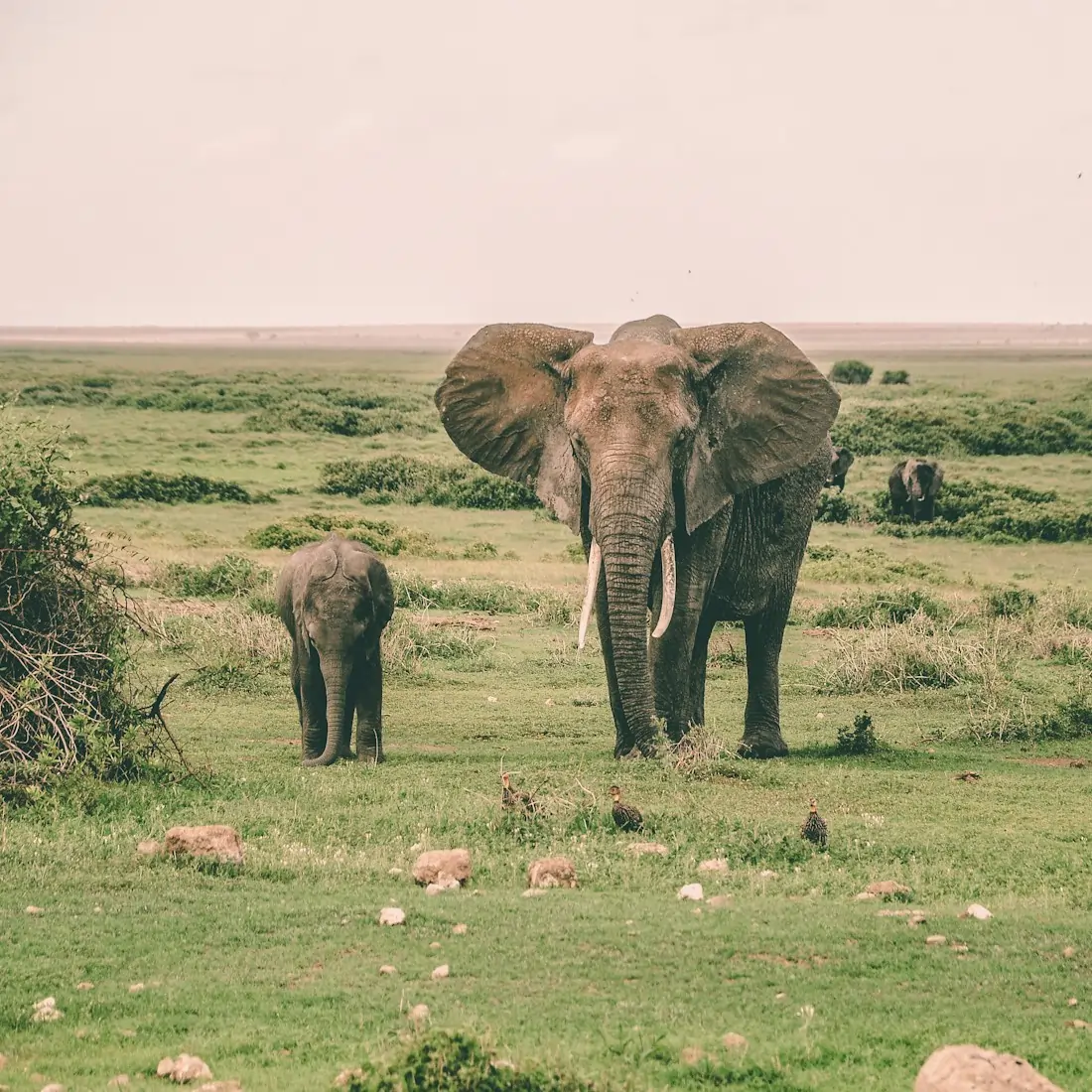 Amboseli Game Drives on Day 2