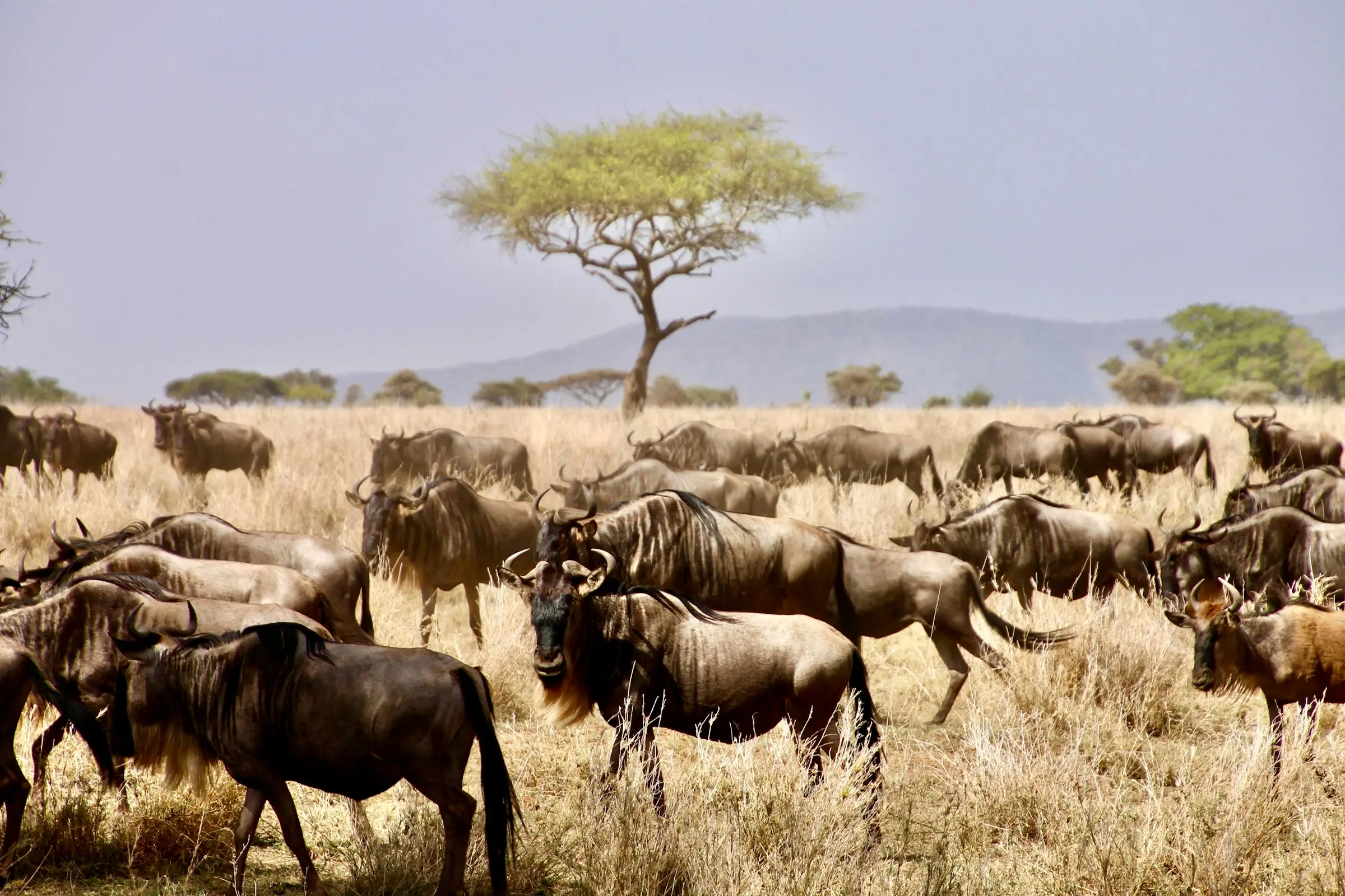 Wildebeest migration herd crossing the Serengeti plains